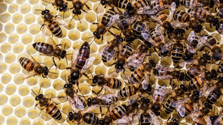 Sage Bee Story that leads to publishersmarketplace, publishing deals, book deals, and Screenplays sold Sage Bee Story that leads to publishersmarketplace, publishing deals, book deals, and Screenplays sold