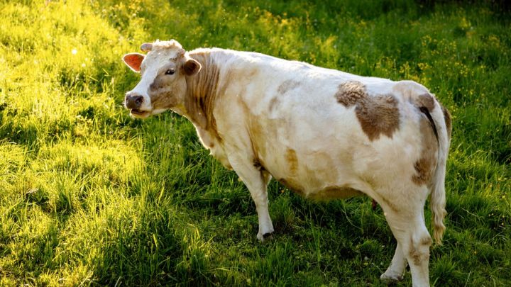 Cows-chicken-goats fill schwabs house in character and voice-driven books that connect on an emotional level. Cows-chicken-goats fill schwabs house in character and voice-driven books that connect on an emotional level.