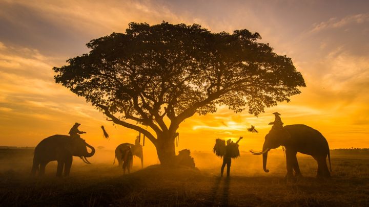 elephants-at-sunrise-in-thailand-2022-02-01-22-36-41-utc
