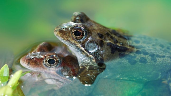 frog-sex-2021-08-26-22-31-15-utc