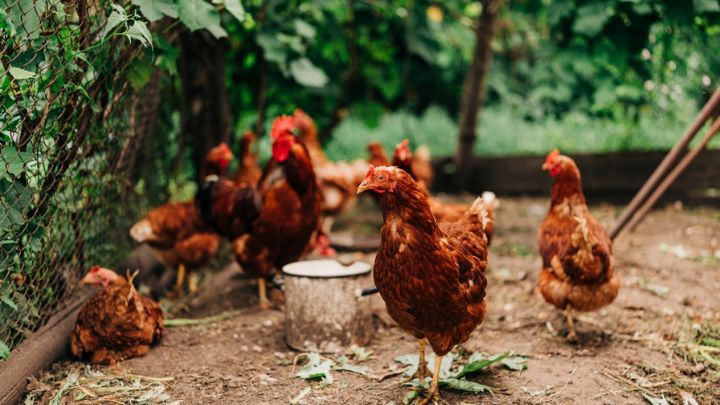 Schwab loves red-chickens-and farm animals in A book that makes you laugh and cry both! Schwab loves red-chickens-and farm animals in A book that makes you laugh and cry both!